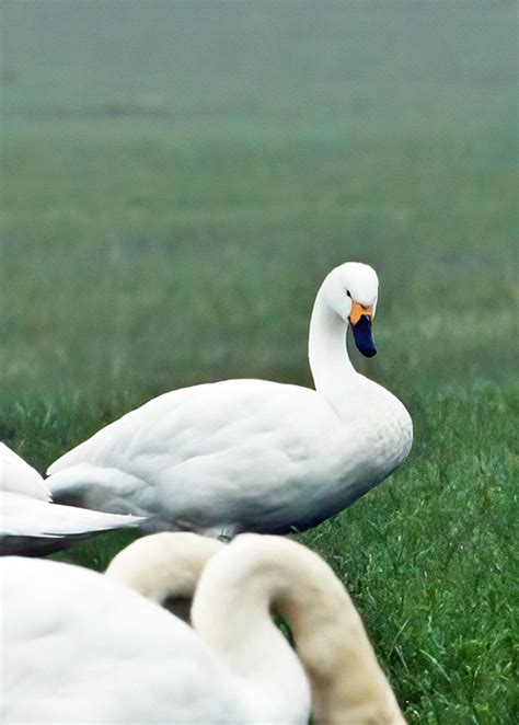 Swans At Glasson Lancaster Bird Watching Society