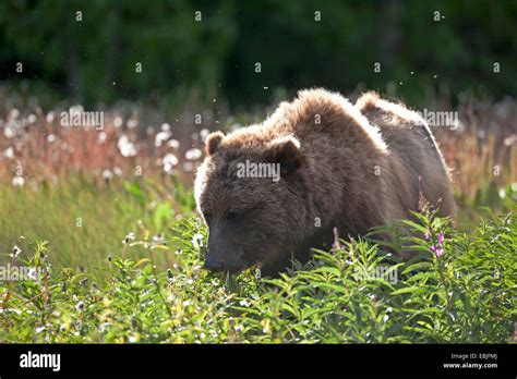 Brown Bear Grizzly Bear Grizzly Ursus Arctos Horribilis Standing