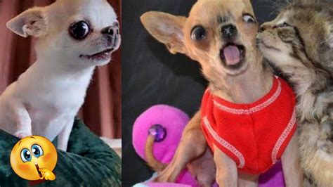 Funny Chihuahua Puppies Video Compilation Youtube