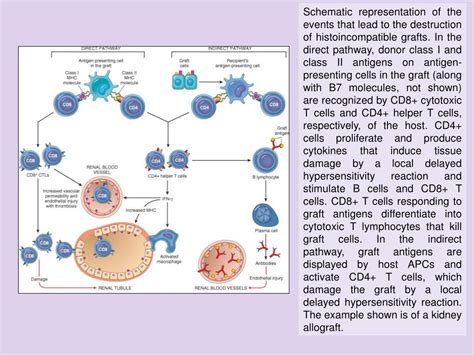 Ppt Mechanisms Of Cd Cell Loss In Hiv Infection Powerpoint