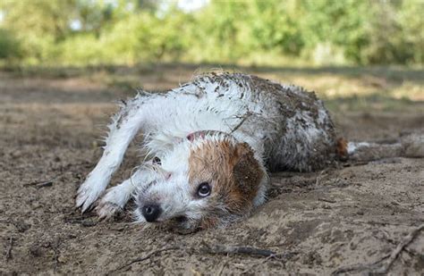 Why Does A Dog Roll Around In Poop