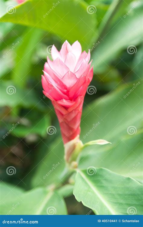 Zingiber Officinale Roscoe Zingiberaceae Thai Ginger Stock Photo