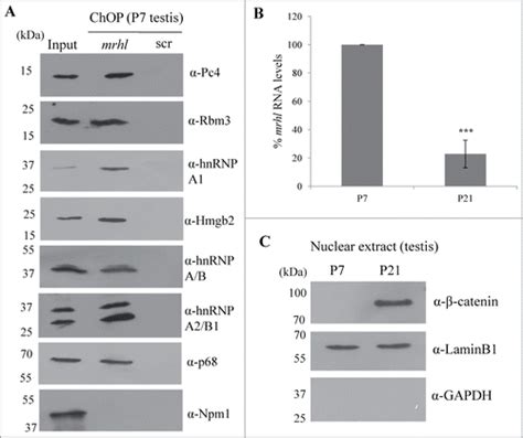 Full Article Genome Wide Chromatin Occupancy Of Mrhl Rna And Its Role