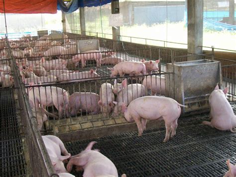 Da Cmtf On Swine Bulletin No 9 Da Assures There Are Funds To Help Asf Affected Hog Raisers