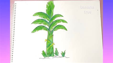 How To Draw Banana Tree Banana Tree Drawing Easy কলাগাছ আঁকা Youtube