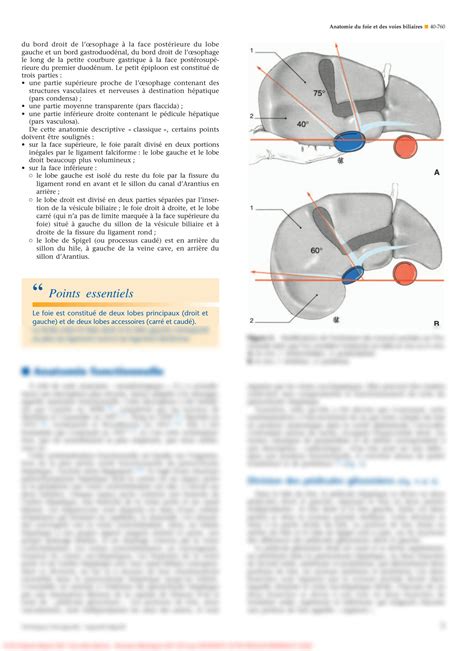 Solution Anatomie Chirurgicale Du Foie Et Des Voies Biliaires Studypool