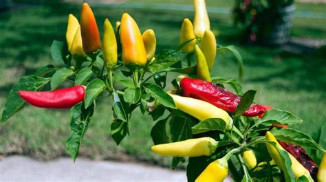 How To Grow The Perfect Peppers Survival Gardening Total Survival