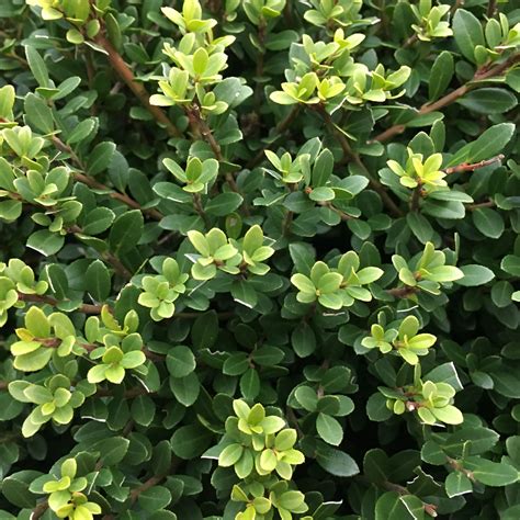 Ilex Crenata Glorie Dwarf Mein Favorit Gardening Dwarf Herbs