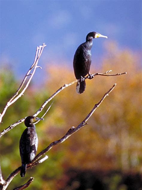 Birds of Japan 日本の野鳥 秋1 PHOTO GALLERY AKAHIGE あかひげ写真館