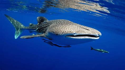 Swim With Whale Sharks On The Mayan Riviera When And How To Go