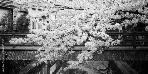 Someiyoshino (Somei-Yoshino) Cherry Blossom black and white photography from Kinosaki Onsen in ...