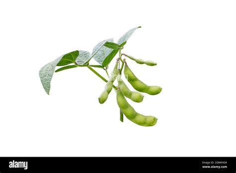 Glycine max plant with beans and leaves. Soybean or soya bean branch ...