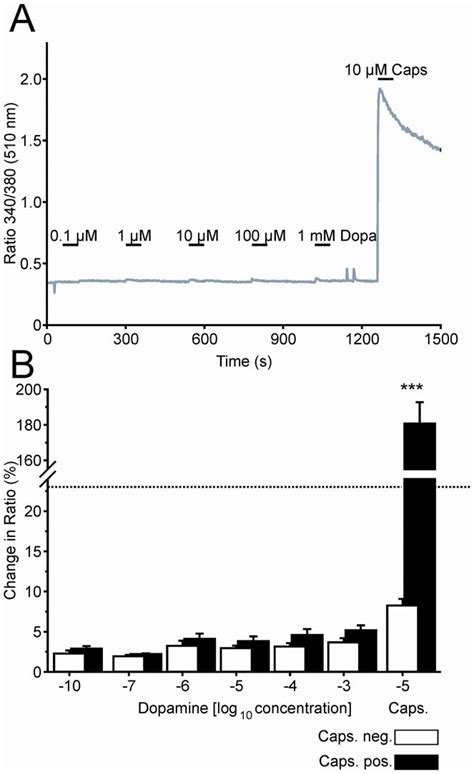 Dopamine Does Not Activate Capsaicin Sensitive Drg Neurons A