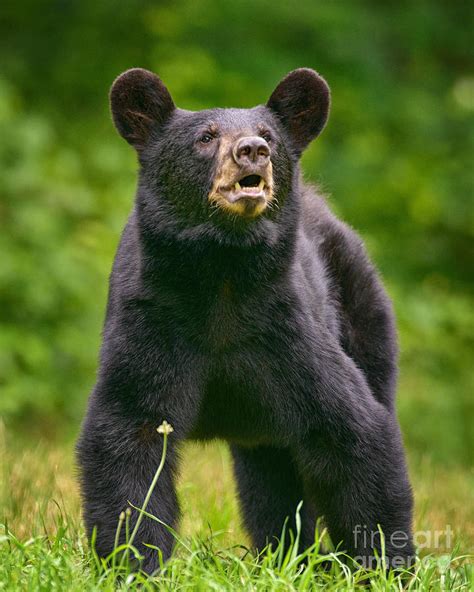 Open Mouth Bear Photograph by Timothy Flanigan