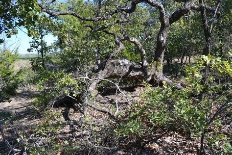 Irving Escarpment Ridge Comanche Marker Tree – TxHTC