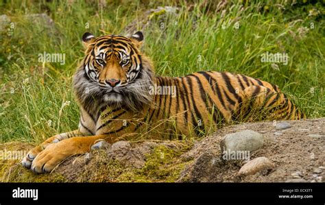 A Critically Endangered Sumatran Tiger Stock Photo - Alamy