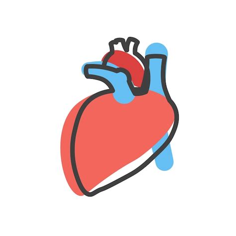 Icono Lineal Del Corazón Humano Concepto De Cardiología De órganos