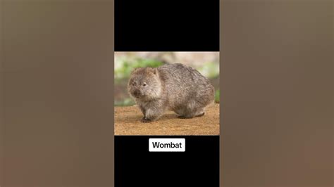 Wombat Compared To Human 😳 - YouTube