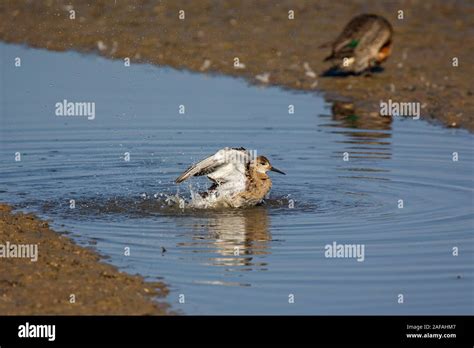 Ruff Philomachus Pugnax Juvenile Bathing In A Shallow Lagoon Titchwell