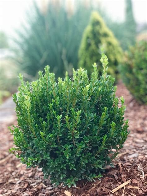 Buxus Microphylla Var Japonica Baby Jade Grejade Boxwood Garden