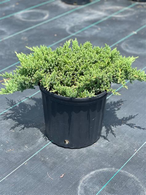 Green Mound Juniper – michaelsnursery