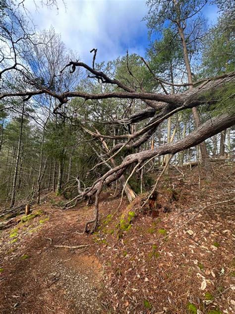 Turkeypen Ridge Trail Smoky Mountain Hikes Pigeonforge