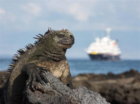 Luxury Galapagos Islands Cruises | The Cruise Village