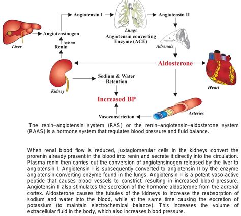 Raas System Simple Explanation Raas Renin Enzyme Angiotensin