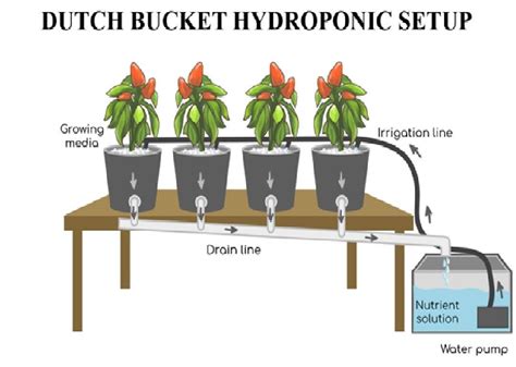 Dutch Bucket Hydroponic System Space Saving Options For Fruiting