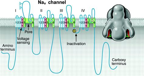 Voltage Gated Ion Channels