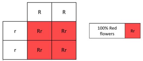 6.1.2 (b(i)) - Patterns of inheritance: monogenic inheritance and sex linkage Flashcards | Quizlet