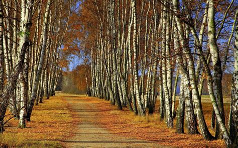 Path In The Birch Forest Hd Desktop Wallpaper Widescreen High