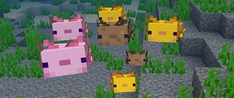 Axolotl Colors Added To Minecraft 1 17 Caves Cliffs Update All You