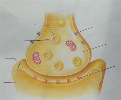 Synapse Diagram Quiz