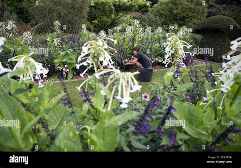 National Trust Gardener Jen Harbrow Deadheads Some Of The 500 Dahlias