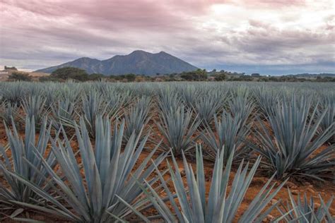 Tour Ruta Del Tequila