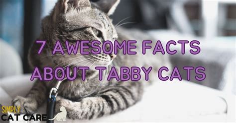 7 Awesome Facts About Tabby Cat Patterns