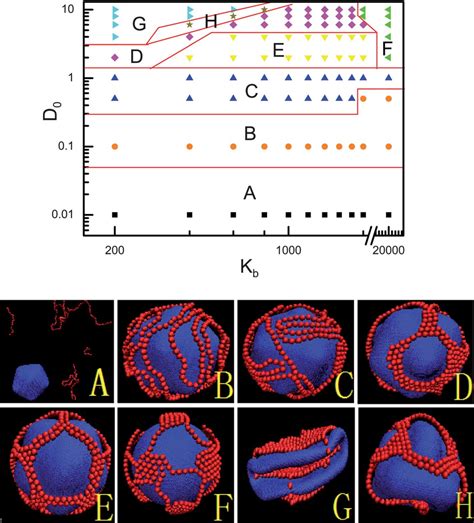 Phase Diagram Indicating The Conformations Of Adsorbed Polymers And The Download Scientific