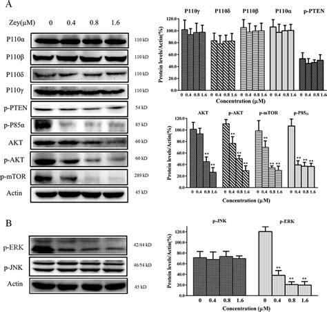 Zeylenone Promotes Apoptosis In Chronic Myelogenous Leukemia Derived