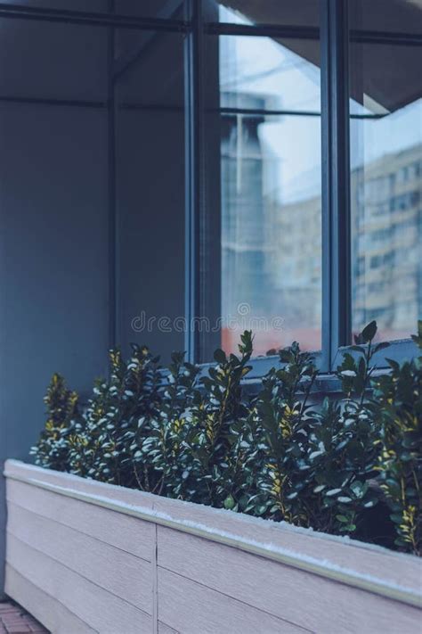 Vertical Of Plant Growing Near A Window In A Wooden Flower Pot Stock