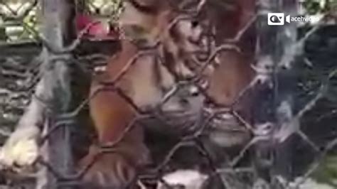 Harimau Yang Serang Warga Di Aceh Selatan Ditangkap Video Dailymotion