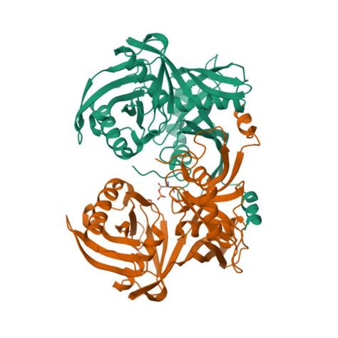 Thermococcus Litoralis Archaebacteria