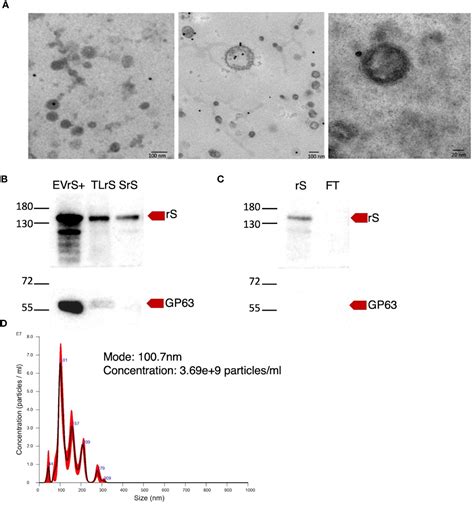 Frontiers Immunomodulatory Properties Of Leishmania Tarentolae