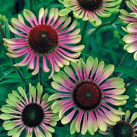 Echinacea Green Twister Coneflower K Van Bourgondien