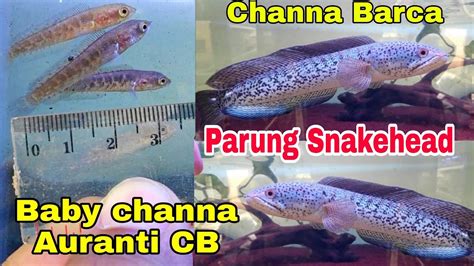 Harga Baby Auranti Cb Dan Channa Barca Di Parung Snakehead Youtube