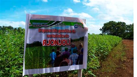 Productores Nicarag Enses Tendr N Una Nueva Variedad De Ajonjol