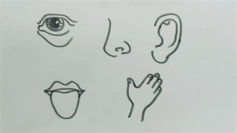 How To Draw 5 Sense Organs Human Senses Drawing Easy Step By Step