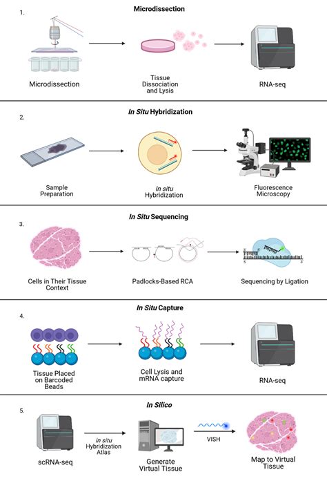 Spatial Transcriptomics Methods And Multi Omic Integration