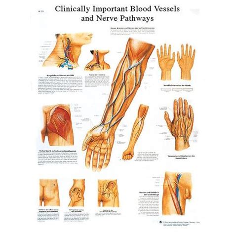 Anatomical Charts And Posters Anatomy Charts Vinyl Adhesive Charts