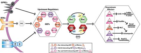 The Rac1 And Cdc42 Pathway Axis In Future Metastatic Cancer Therapy